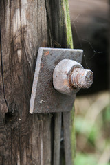 Old Rusty Bolt and Nut in an Cracked Wooden Log Covered with Moss