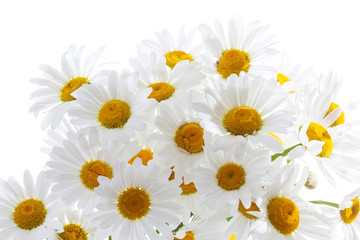 Strauss, Margeriten, Blüte, Freisteller, weisser Untergrund