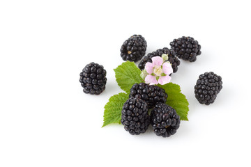 Acht Brombeeren, Blüte, Blättchen, Freisteller, weisser Unterg