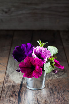 Petunien (Petunia) Im Zinkeimerchen, Blüte, Blüten,violett, Li