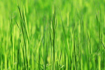 Variegated structures of grass