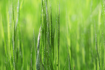 Obraz na płótnie Canvas Variegated structures of grass