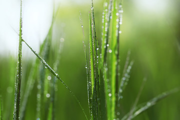 Variegated structures of grass