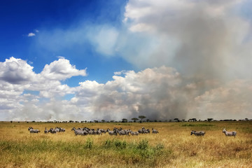 African zebras on a background of beautiful clouds in the savann