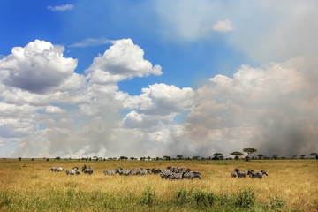 African zebras on a background of beautiful clouds in the savann