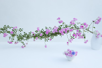 漆喰の白壁とバラとヤグルマギクとベロニカ