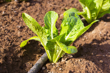 orto con germogli di insalata