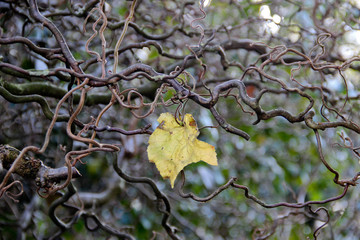 Solitary withered yellow leaf on naked branches