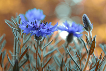 Polne chabry © mycatherina