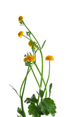 Beautiful meadow flowers (Ranunculus acris), isolated on white