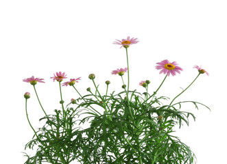 Obraz na płótnie Canvas Little pink daisies, isolated on white