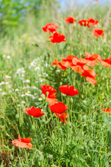 Summer poppy filed