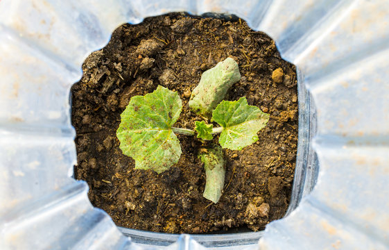 germoglio di zucchina nell'orto