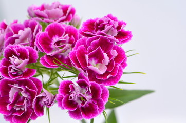 Турецкая гвоздик розового  цвета на белом фоне, красивый букет цветов. Поздравительный букет на праздник