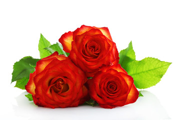 Three orange roses on white background