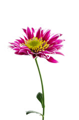 Pink chrysanthemum, isolated on white