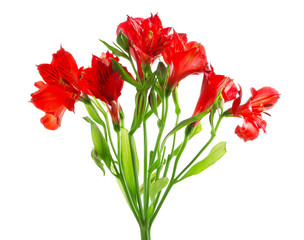 Red alstroemeria flowers, isolated on white