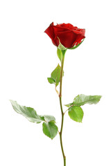 Fototapeta premium Red rose, isolated on white