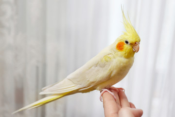 Naklejka premium Yellow cockatiel on a female finger, close up