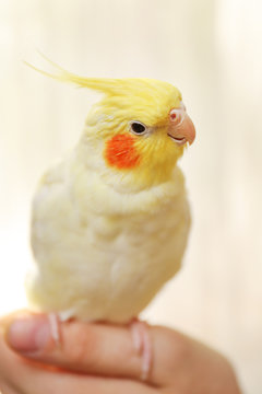 Fototapeta Yellow cockatiel on a female finger, close up
