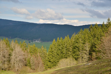 Forêt de conifères (Vercors / Isère)