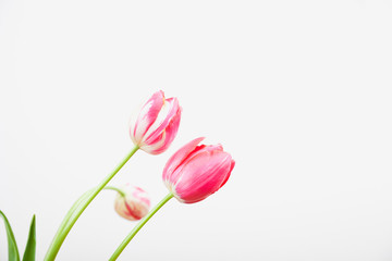 Rot weiße Tulpen vor weißem Hintergrund