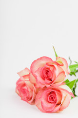 Rosen, kleiner Blumenstrauß, 3 Rosen, Love, Studio