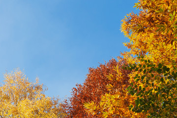 Fototapeta premium Edelkastanien, Rotbuche, Birkenbaum im Herbst