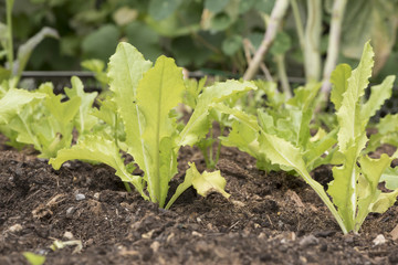 baby salat