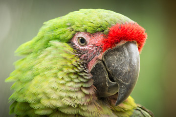 Wildlife