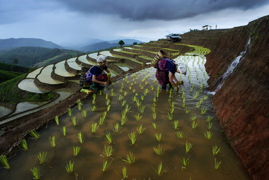 Terrace rice field in north Thailand