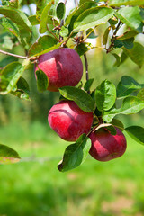 Apfel, rot, Apfelernte, Apfelbaum, Bio, frisch, Obst, Landwirtsc