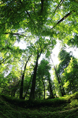 green forest background