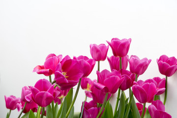 Obraz premium Single Early Tulips (Christmas Dream)