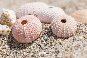 holidays sea background, urchins shells, macro