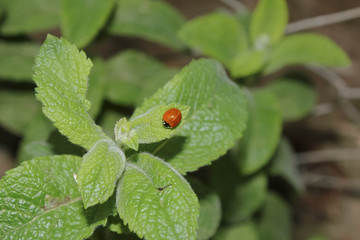 Insect on mint leaves