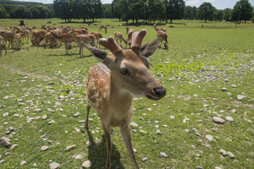 a herd of deer on the farm 