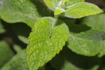 Insect on mint leaves © graciela rossi