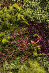 Fototapeta na wymiar Vertical garden with different plants on a wall