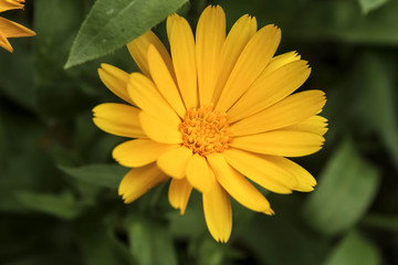 Caléndula officinalis