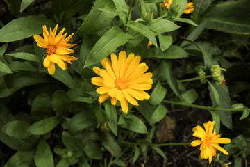 Caléndula officinalis