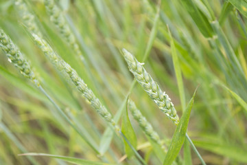 Ears of wheat in early summer. background
