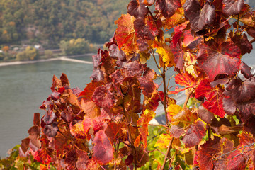 Deutschland, Hessen, Oberes Mittelrheintal, Weinberg, Weinstock,