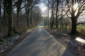 Deutschland, Nordrhein-Westfalen, Kurler Busch, Wald, Winter, le