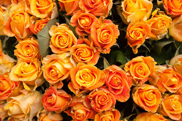 Deutschland, Markt, Blumen, Rosen