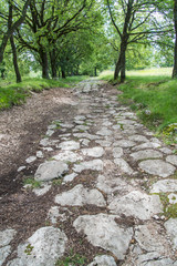Naklejka premium antica strada di epoca romana nel bosco