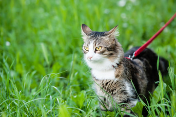 Grey cat on a leash in the grass