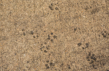 Dog paw print on asphalt
