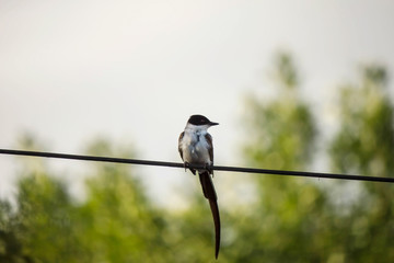 bird
