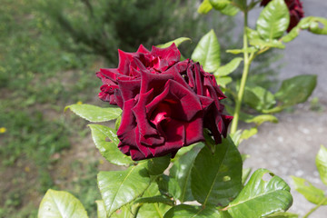 Rose rosse